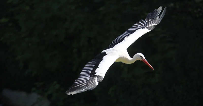 Cigogne blanche migration : le couloir plutôt que la ligne droite