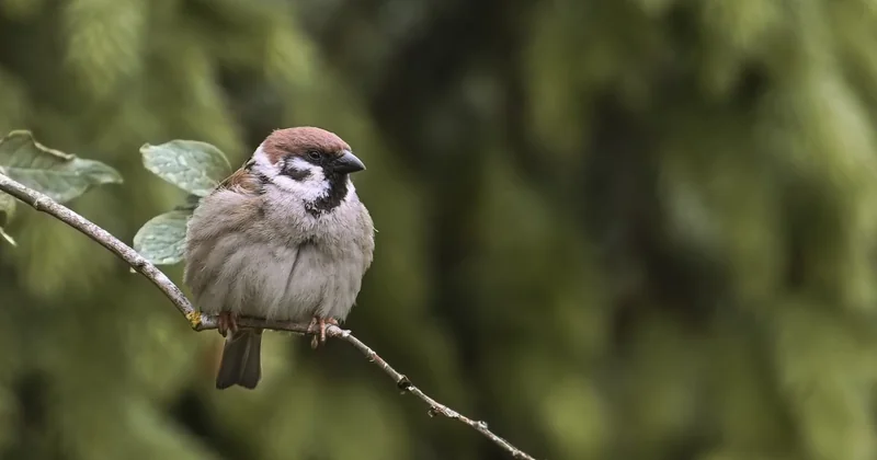 Le chant du moineau friquet, ce que personne ne vous dit