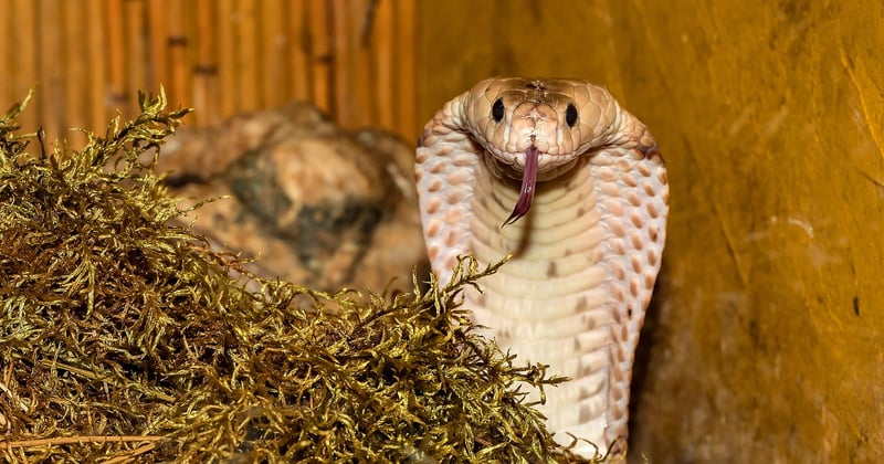 Le cobra royal, ce serpent mythique qui peut se dresser face à un homme