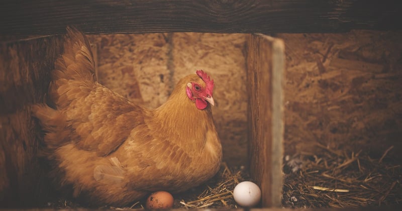 La poule Vorwerk : la race élégante idéale pour votre poulailler