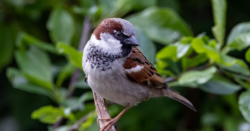 Le moineau friquet, ce petit passereau méconnu à découvrir absolument