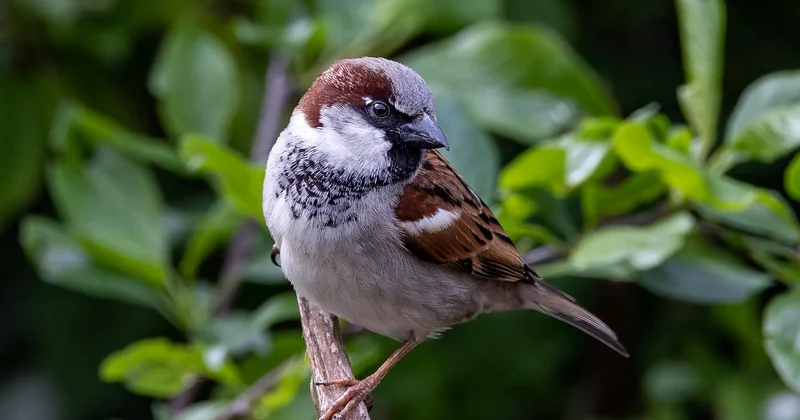 Un oiseau qui disparaît sans faire de bruit