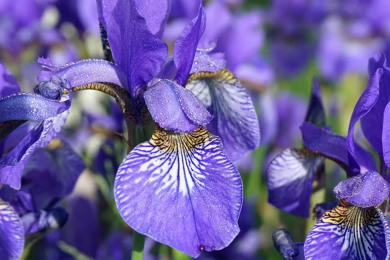 Les couleurs des fleurs : un spectre qui défie l’imagination