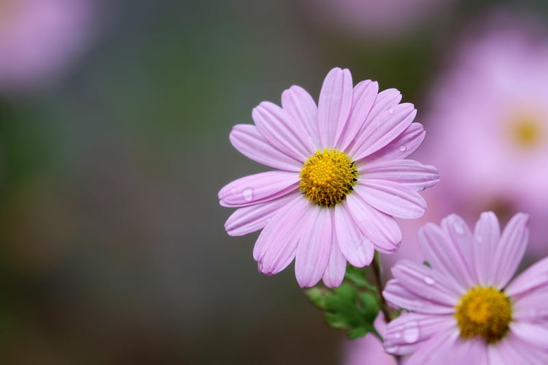 Chrysanthème signification : le message caché de cette fleur