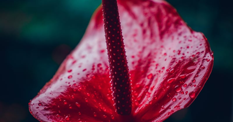 Anthurium rouge : le secret pour le garder éclatant toute l’année