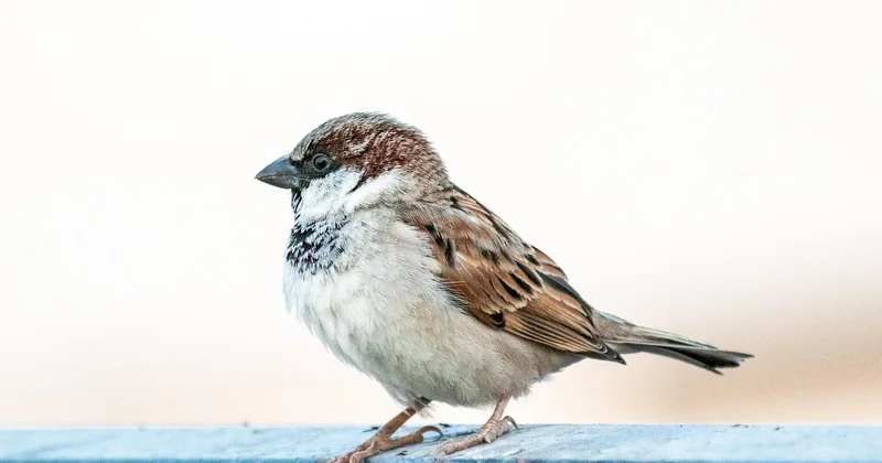 Où vit vraiment le moineau friquet en France