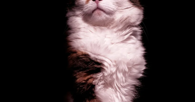 La fourchette de prix à l'achat : chaton, adulte, refuge