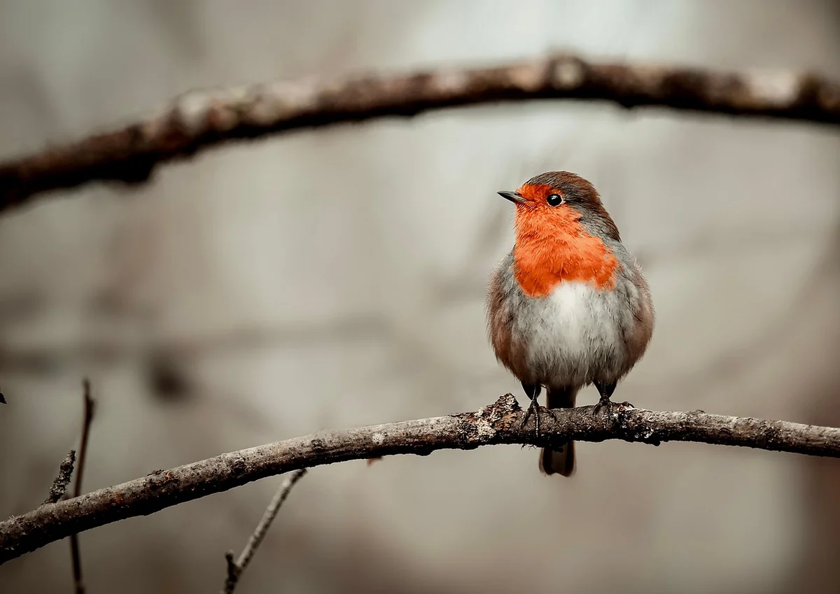 Remèdes naturels qui marchent (et ceux à éviter)