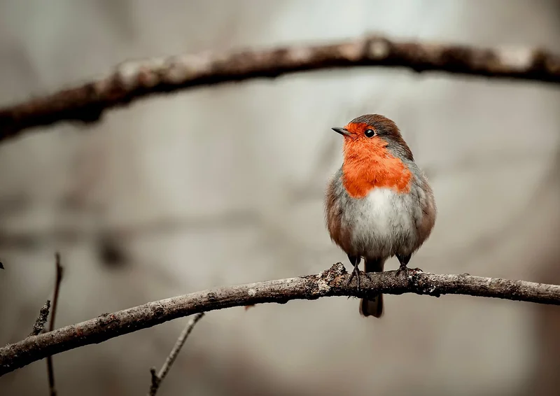 Remèdes naturels qui marchent (et ceux à éviter)