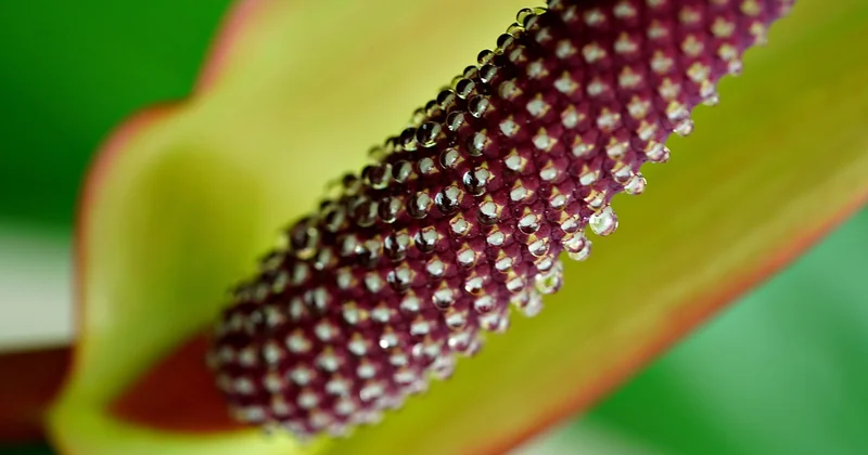 Anthurium rouge : toxicité et précautions à connaître