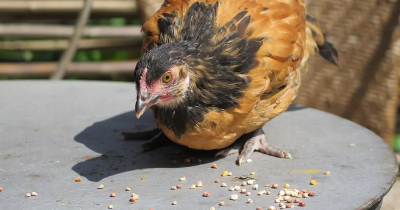 Quel est le caractère de la poule Vorwerk ?