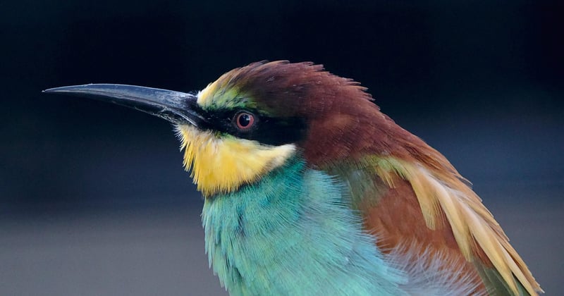 Le guêpier d'Europe : ce redoutable chasseur d'abeilles