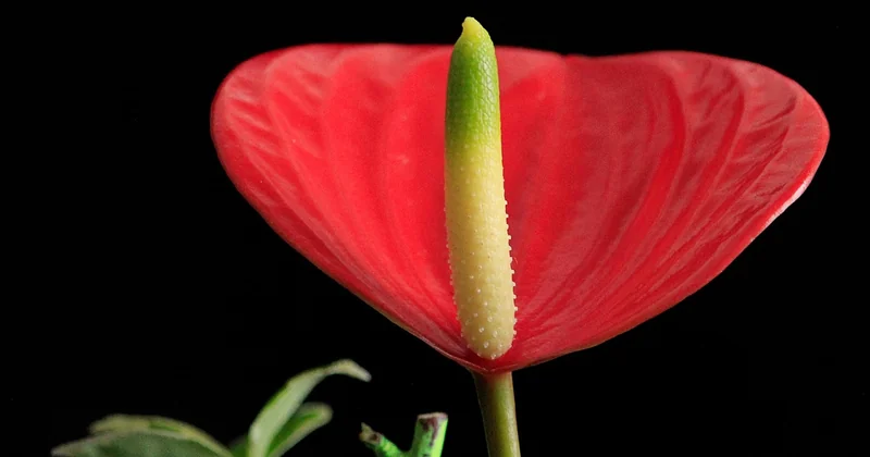 L'anthurium rouge : une signification forte et un prix variable