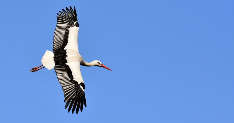 La cigogne blanche : 7 secrets fascinants sur ce grand migrateur