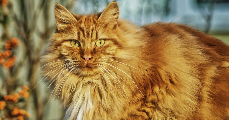 Le prix d'un chat norvégien : budget, coûts et conseils pour bien choisir